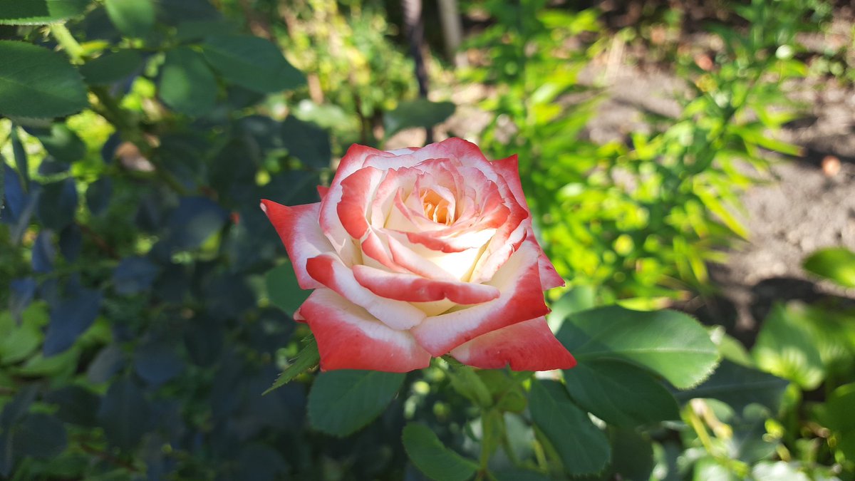 Dimosaur1's tweet image. The end-of-summer flower.