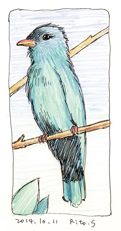 Twoucan 鳥イラスト の注目ツイート イラスト マンガ コスプレ モデル Twoucan 鳥イラスト の注目ツイート イラスト マンガ コスプレ モデル