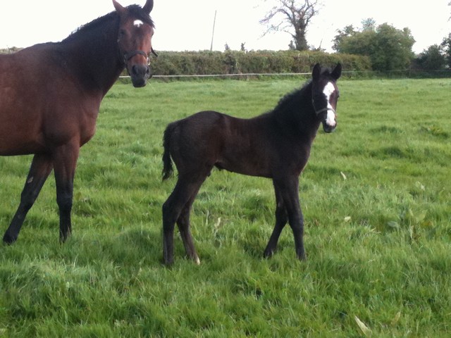 kevinblake2011's tweet photo. The mighty George Bowen has been retired, per his owner @MickScaife1959. He has given us all here so much joy over the years. We'll miss him racing, but are delighted he has retired sound and will try dressage now. Thanks to all at @RichardFahey's for keeping him so sweet. #hero https://t.co/zY8n78I941