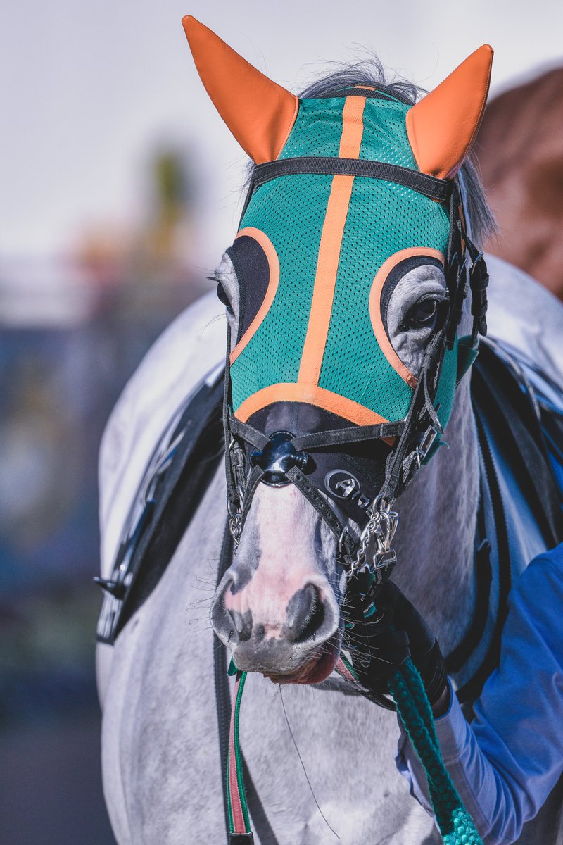 カイザースクルーンの母、アイスフォーリスは、ストラスペイ(ペイペイちゃんのママ)最後のレース、ペイが行けるかと思った矢先に故障引退となったレースの勝ち馬でした。RIP