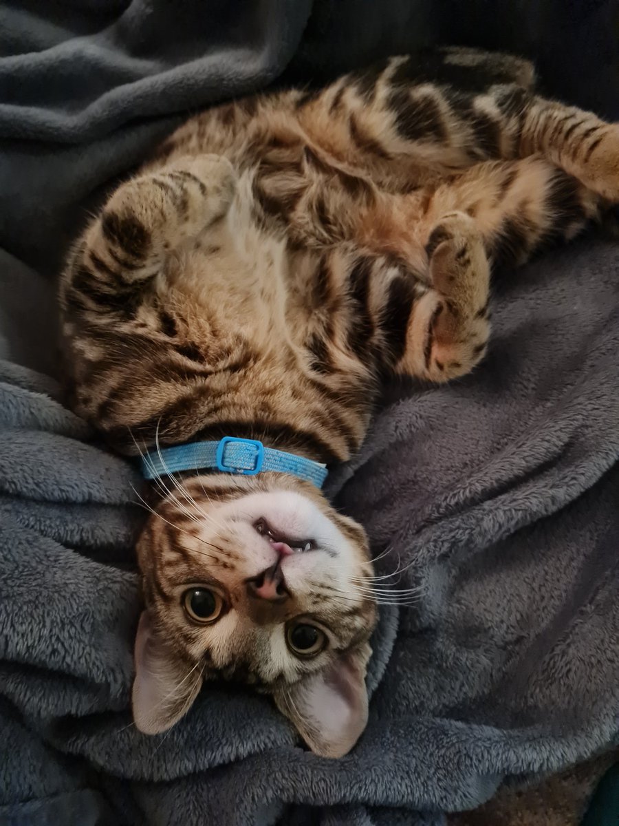 OzoneCookie tweet media