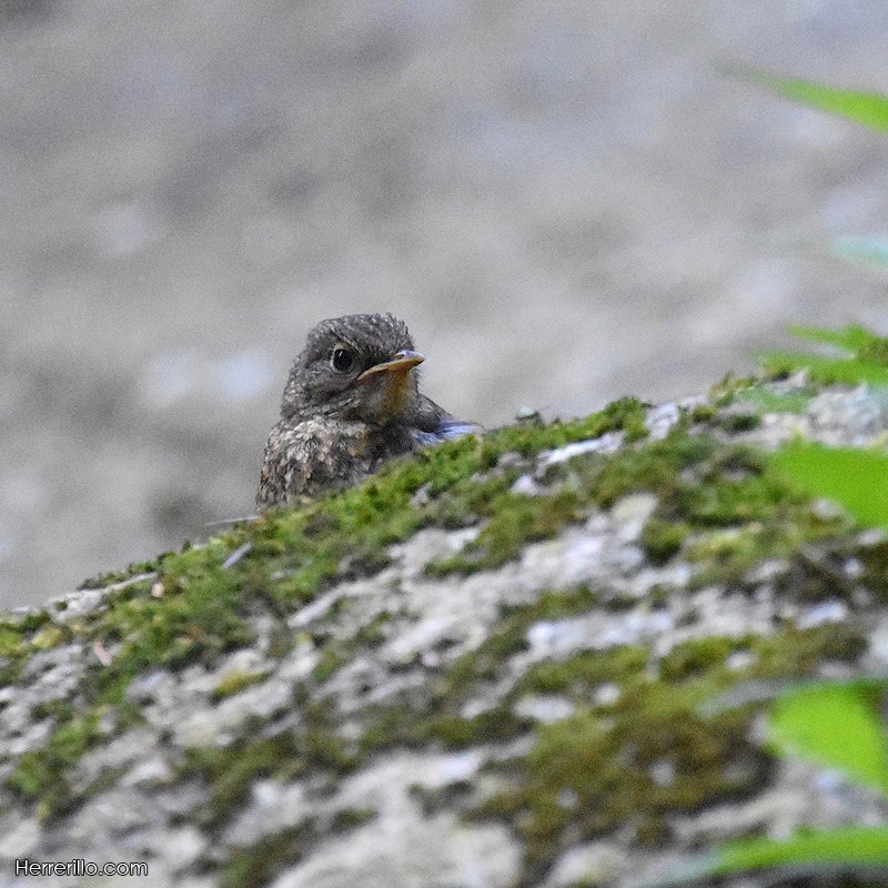A ver quién sabe qué ave se esconde detrás de la piedra… 😜