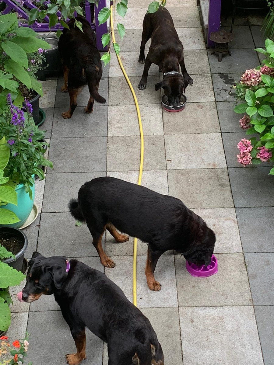 Our big soppy gentle giant Drago is the perfect gentlemen around his foster sister. He was also settled at his night out at the pub. He would love a forever home and his own humans. Check him out <a href="/chimneyfarmdogs/">Chimney Farm Rescue</a> #matiffrescue #bigdogrescue #adoptadog #rescuedogs