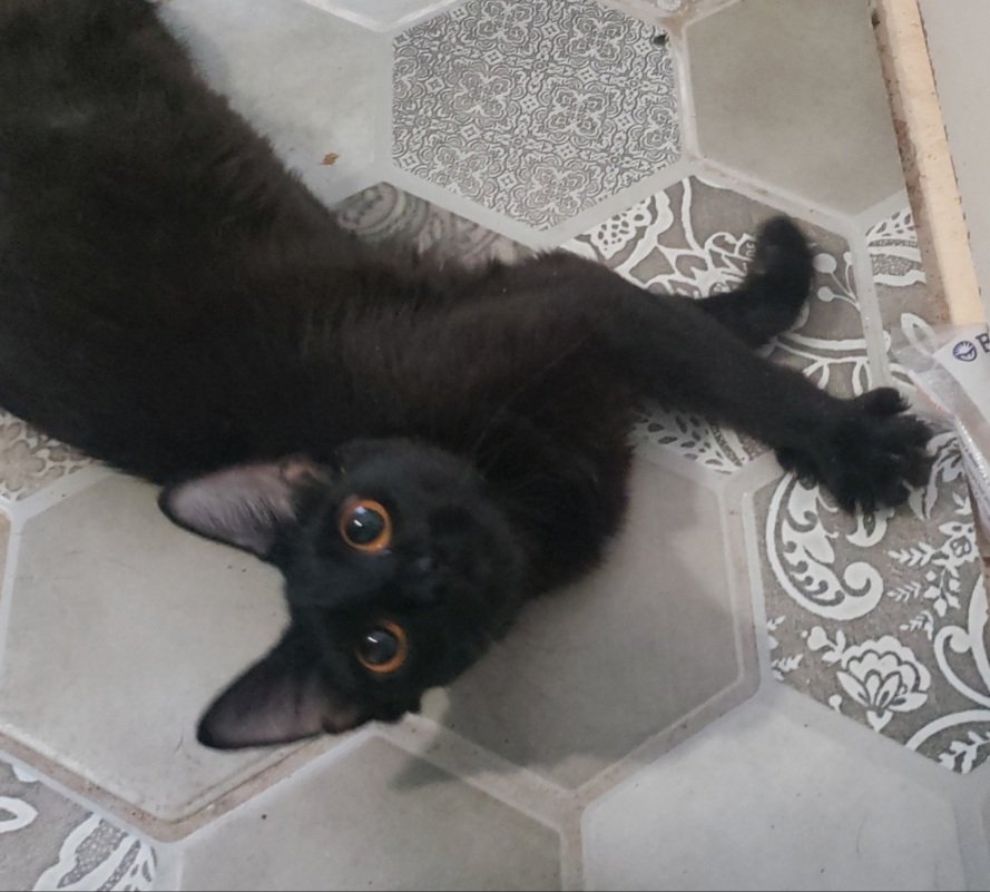 Meet Gemini!

Gemini is fun, mischevious and tolerates dog.  She was a young mother and is now interested in finding people.  

Contact us if you are interested in meeting her (adopt or foster).

adopt@pflugervillepetsalive.org