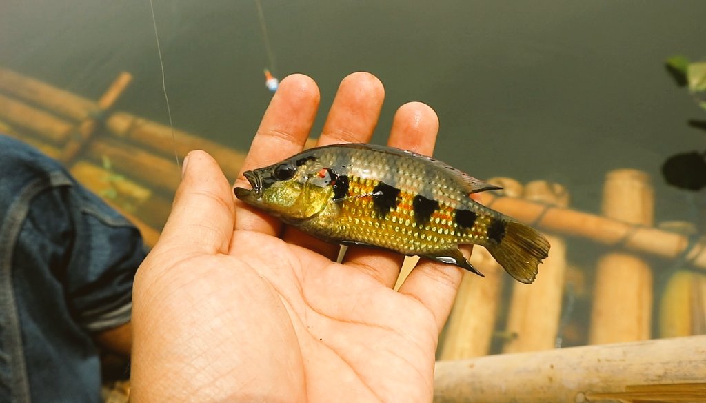 AquaticFarm's tweet photo. https://t.co/4hwkCIDNhj
Cichlids ??? https://t.co/y7zyyGgphk