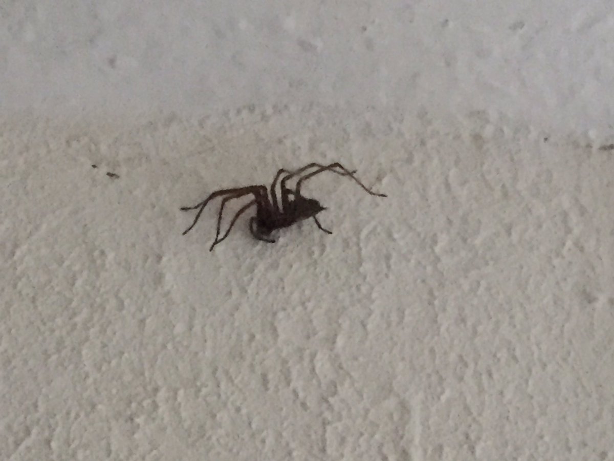 Spilunka13's tweet photo. Dieser Moment wenn du auf die Toilette gehen möchtest und über Dir ist eine Rißen  Spinne , und dan schreiend aus dem Bad rennst 😱😱😱 https://t.co/I6cmlQ4iBT