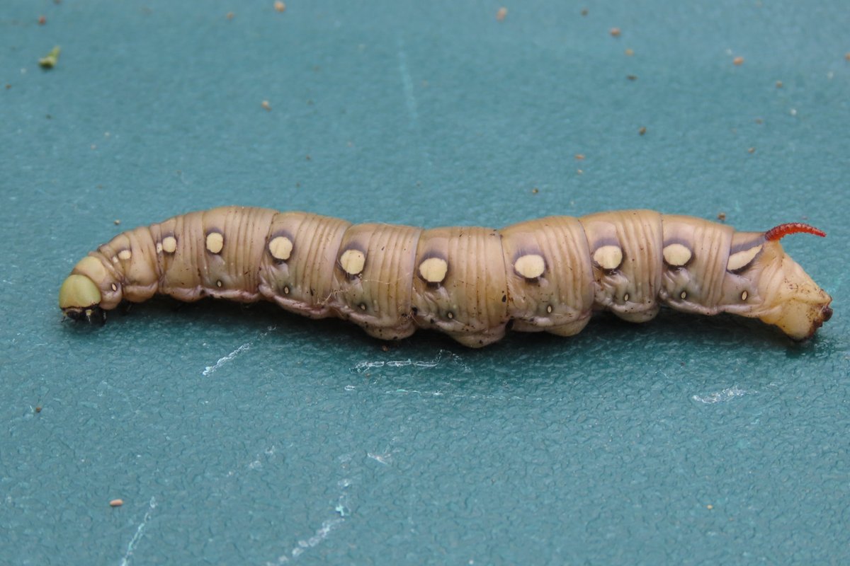 Graham Featherstone tweet media