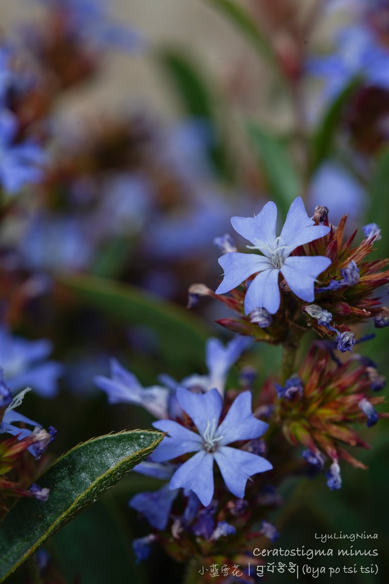 LyuLing1's tweet photo. Ceratostigma minus 
小蓝雪花
བྱ་པོ་ཙི་ཙི།(bya po tsi tsi) https://t.co/8f6ZRux0DK