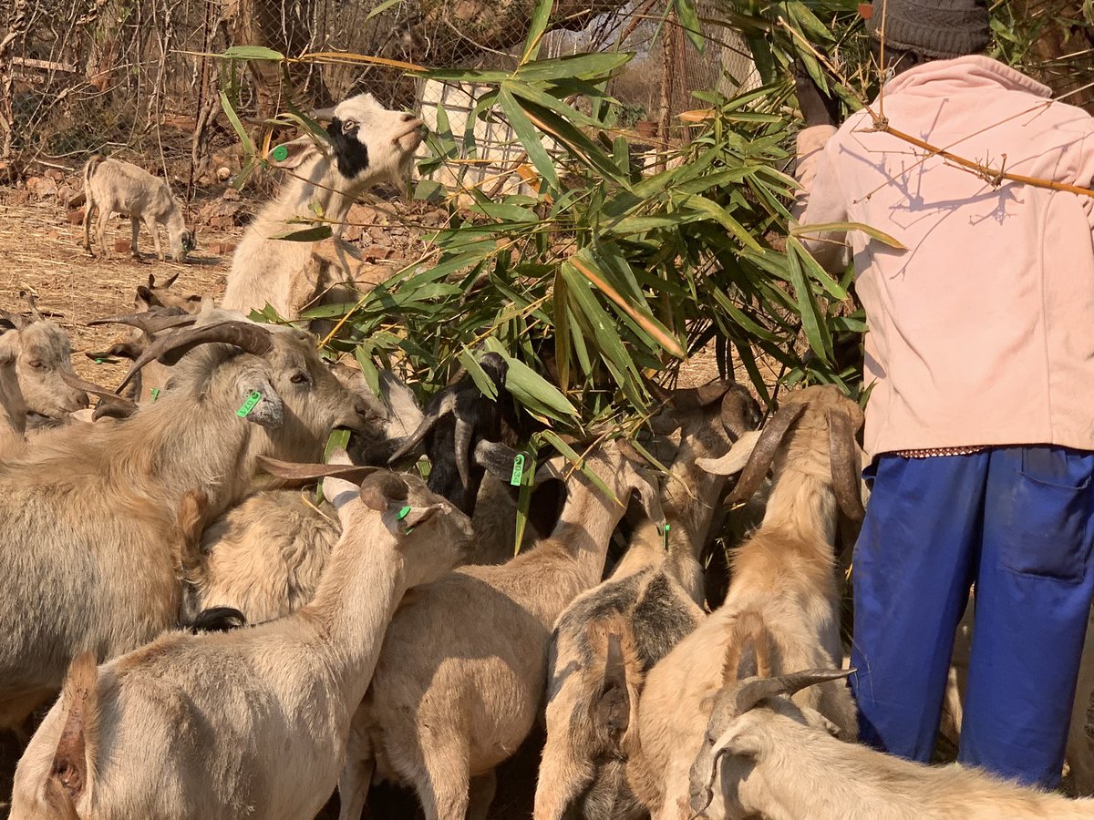 I love our indigenous goats! Started off with 4! Since these are my hobby I can say numbers 😉now we have over 100 with our latest additions - I only give goat nuts as an early morning treat and we have trees that give them forage - masekesa; bamboo leaves; banna grass and mopane