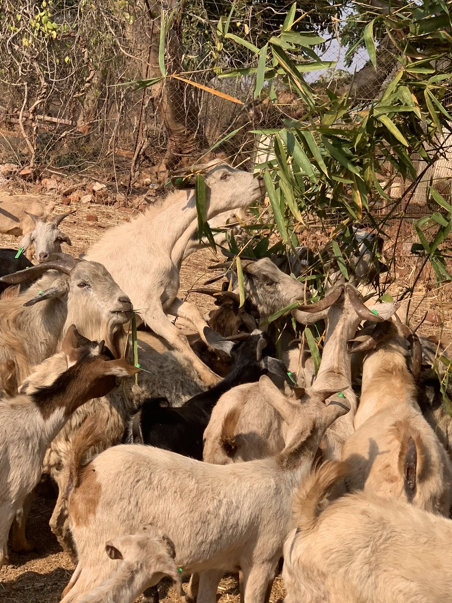 ndakaripa's tweet photo. I love our indigenous goats! Started off with 4! Since these are my hobby I can say numbers 😉now we have over 100 with our latest additions - I only give goat nuts as an early morning treat and we have trees that give them forage - masekesa; bamboo leaves; banna grass and mopane https://t.co/mQRcsqJ88k