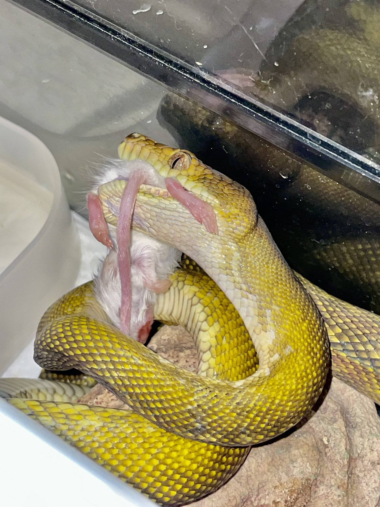 アメジストコンプレックス Twitter Search Twitter