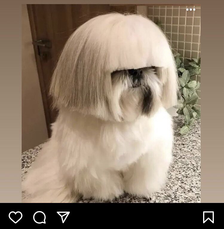 Want a new hair style