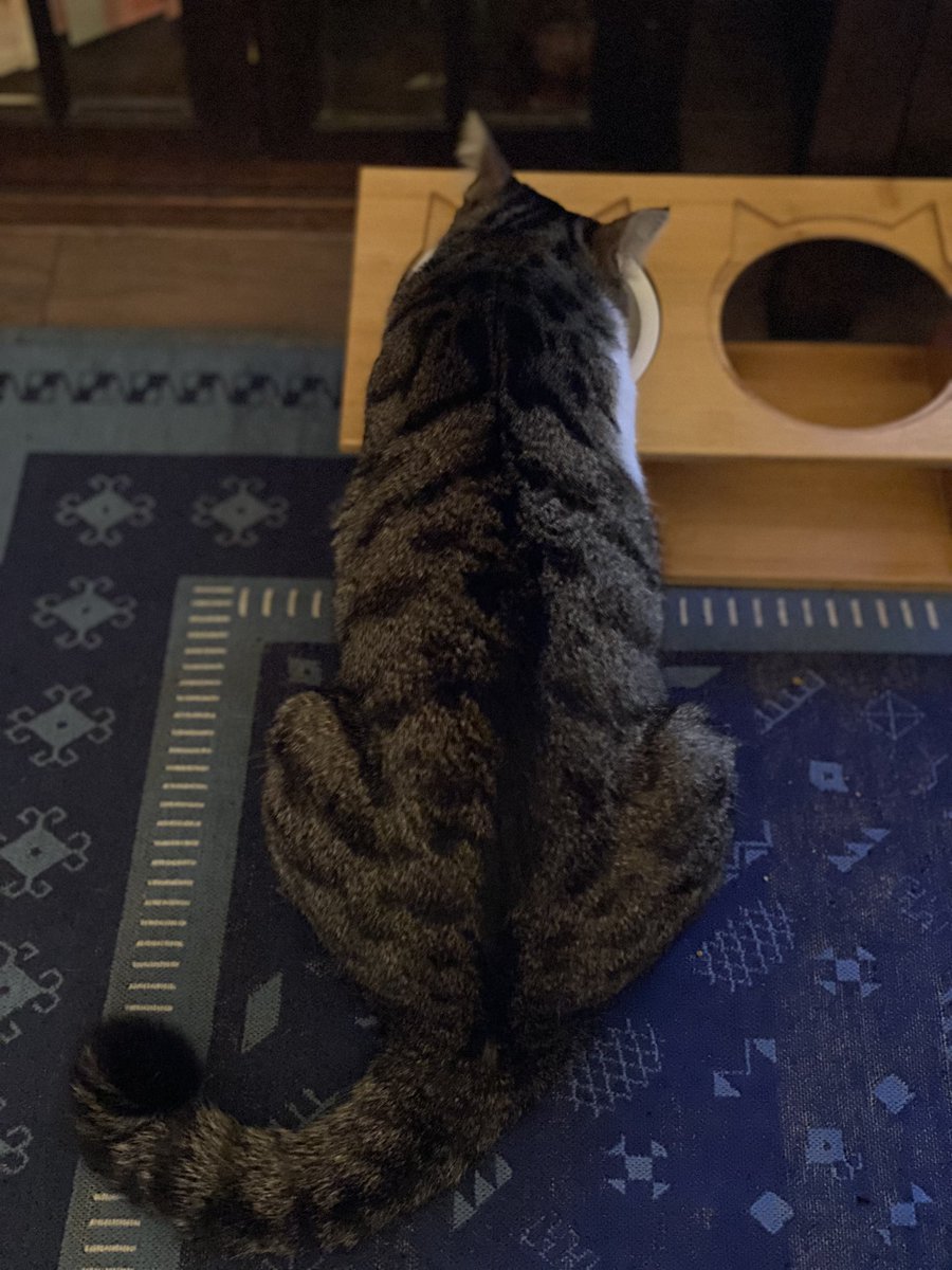 あの猫（旧TOKYO CAT VIDEO） tweet media