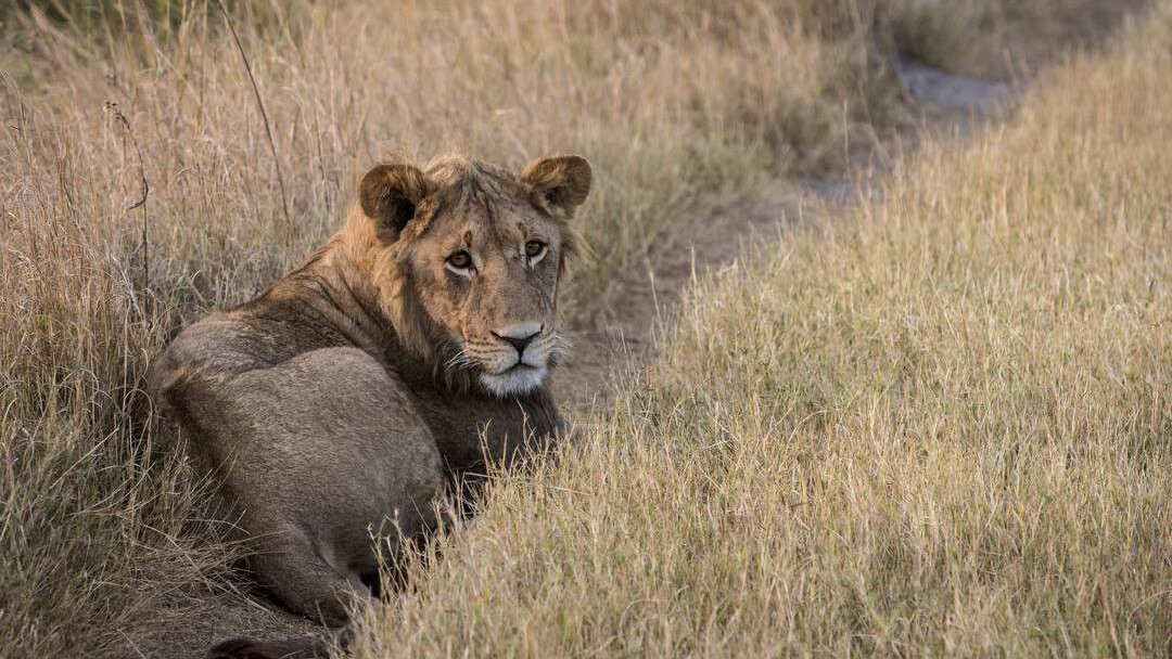 WeAreWilderness's tweet photo. August has certainly been an exciting one for the #JaoReserve with wild dog puppies making a rare appearance outside their den and a healthy pride of lion often sighted.
See more amazing photos taken near #JaoCamp: https://t.co/l9i3XDFwPN
๐ธ Dennis Smith
#WildernessSafaris https://t.co/MlDp8G63jG