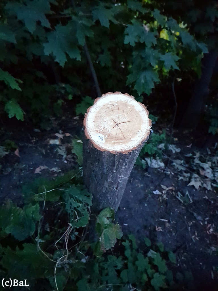 balberlin's tweet photo. Sind sie auch für den ehem. Görlitzer Bahndamm zuständig? Hier wurden wahllos #Robinien gefällt – Schonzeit oder nicht – wahrscheinlich Gehölzumbau (diese Neophyten, die erst 1612 nach🇩🇪kamen, müssen weg; doch Fällen erreicht das gerade Gegenteil ➛ massig Wurzelausschläge). https://t.co/pct92RZBik