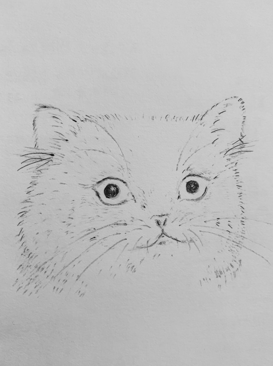 ふみきなろじ V Twitter 描けば書くほど化け猫感が強くなるのはなぜだろう ねこ 猫 猫イラスト イラスト ボールペン ふみきなろじ V Twitter 描けば書くほど化け猫感が強くなるのはなぜだろう ねこ 猫 猫イラスト イラスト ボールペン