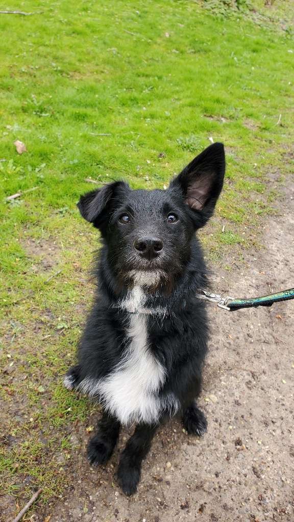 Complete K9 Inc. tweet media