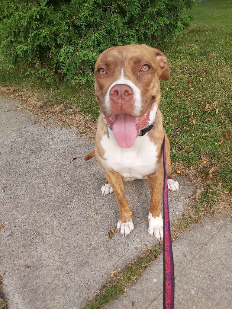 Complete K9 Inc. tweet media