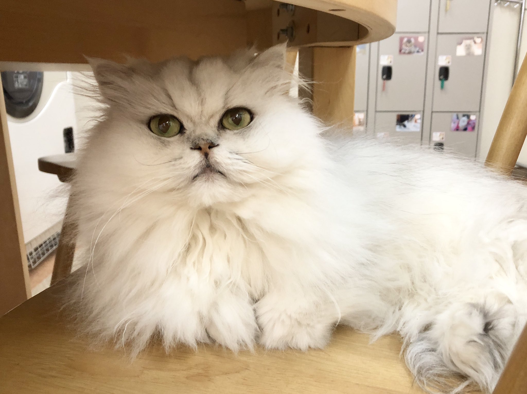 Cat Cafe にゃんこと Catcafenyankoto Twitter