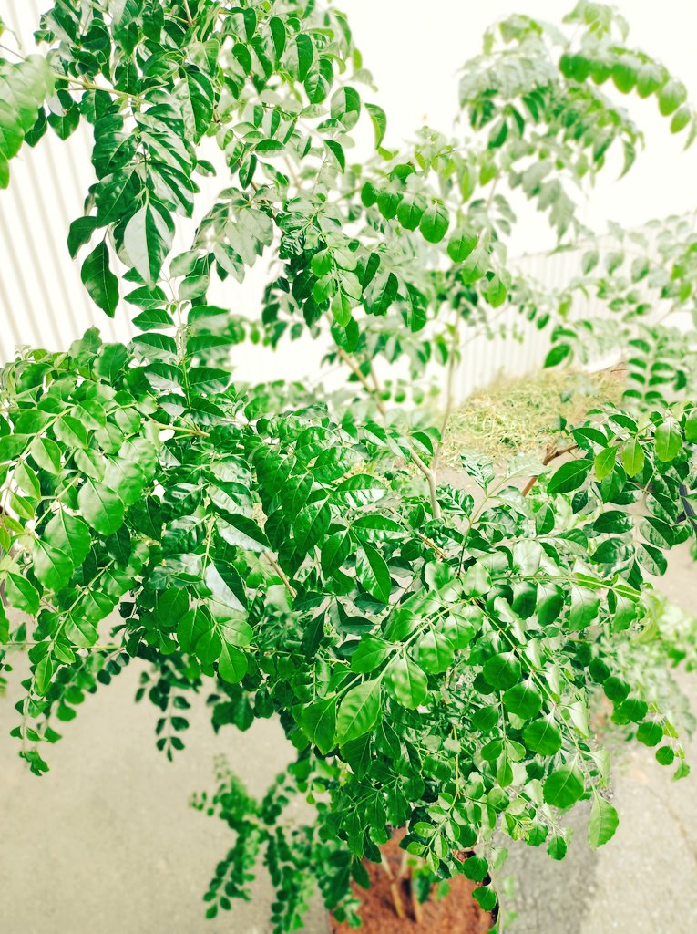 bbtbase's tweet photo. お気に入りのシマトネリコの成長速度がヤバい！
次から次へと新芽が出てきて剪定しないと窮屈そう。

#BBTBASE #テラリウム #アクアリウム #ビバリウム #観葉植物 #庭木 #シマトネリコ #新芽 #育成 https://t.co/At5TOW0K7p