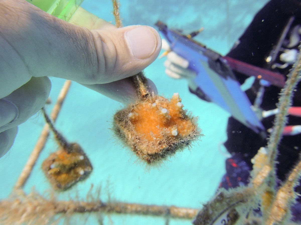 coralcrf's tweet photo. Tomorrow is Day 1 of #coralspawning! Our Science Team will be out in full force to capture this amazing natural phenomenon. 

These photos show the growth of some corals CRF™ and @floridaaquarium raised all the way from egg to colony! They grow up so fast! #spawning #coralreef https://t.co/wc7kFDz49U