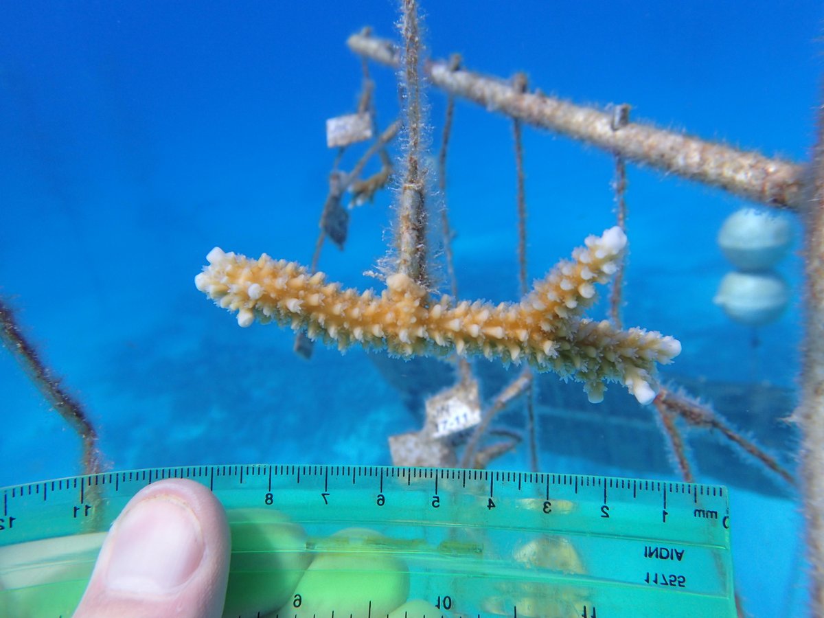 coralcrf's tweet photo. Tomorrow is Day 1 of #coralspawning! Our Science Team will be out in full force to capture this amazing natural phenomenon. 

These photos show the growth of some corals CRF™ and @floridaaquarium raised all the way from egg to colony! They grow up so fast! #spawning #coralreef https://t.co/wc7kFDz49U