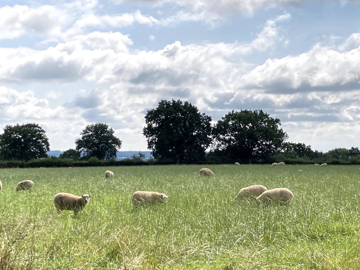 HillFarmBnB's tweet photo. Sheep enjoying their new field. #SundayMunch #Derbyshire https://t.co/20lfVvSjk5