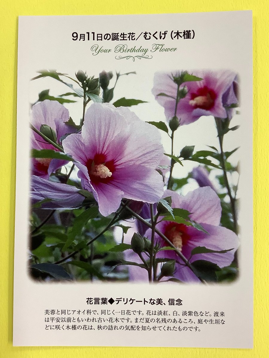 紀伊國屋書店 梅田本店 誕生花ポストカード 9 11の 誕生花 は むくげ 木槿 渡来は平安以前ともいわれ古い花木です まだ夏の名残のあるころ 庭や生垣などに咲く木槿の花は 秋の訪れの気配を知らせてくれます 花言葉 は デリケートな美 信念 紀伊國屋書店 梅田本店 誕生花ポストカード 9 11の 誕生花 は むくげ 木槿 渡来は平安以前ともいわれ古い花木です まだ夏の名残のあるころ 庭や生垣などに咲く木槿の花は 秋の訪れの気配を知らせてくれます 花言葉 は デリケートな美 信念
