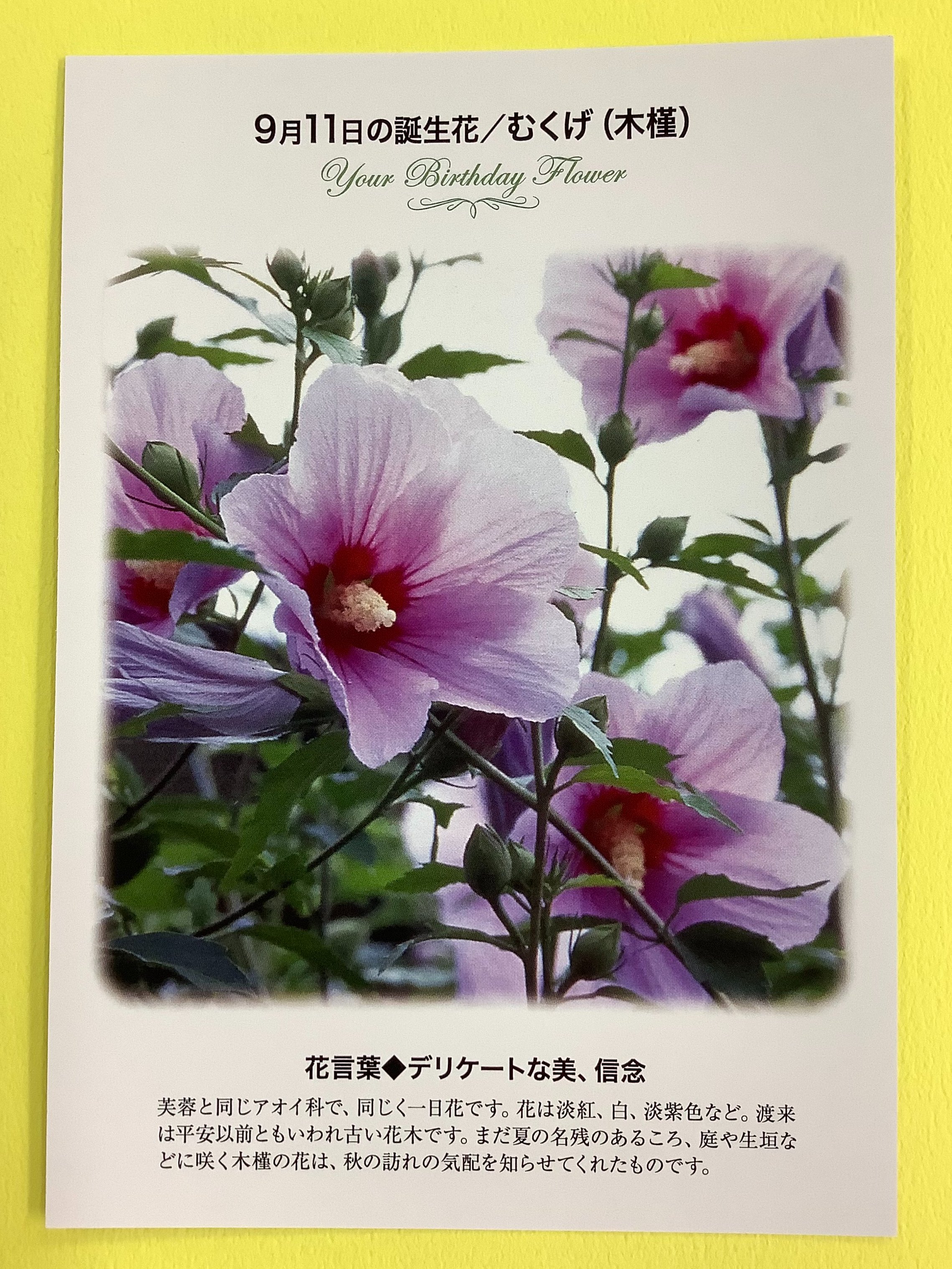紀伊國屋書店 梅田本店 誕生花ポストカード 9 11の 誕生花 は むくげ 木槿 渡来は平安以前ともいわれ古い花木です まだ夏の名残のあるころ 庭や生垣などに咲く木槿の花は 秋の訪れの気配を知らせてくれます 花言葉 は デリケートな美 信念