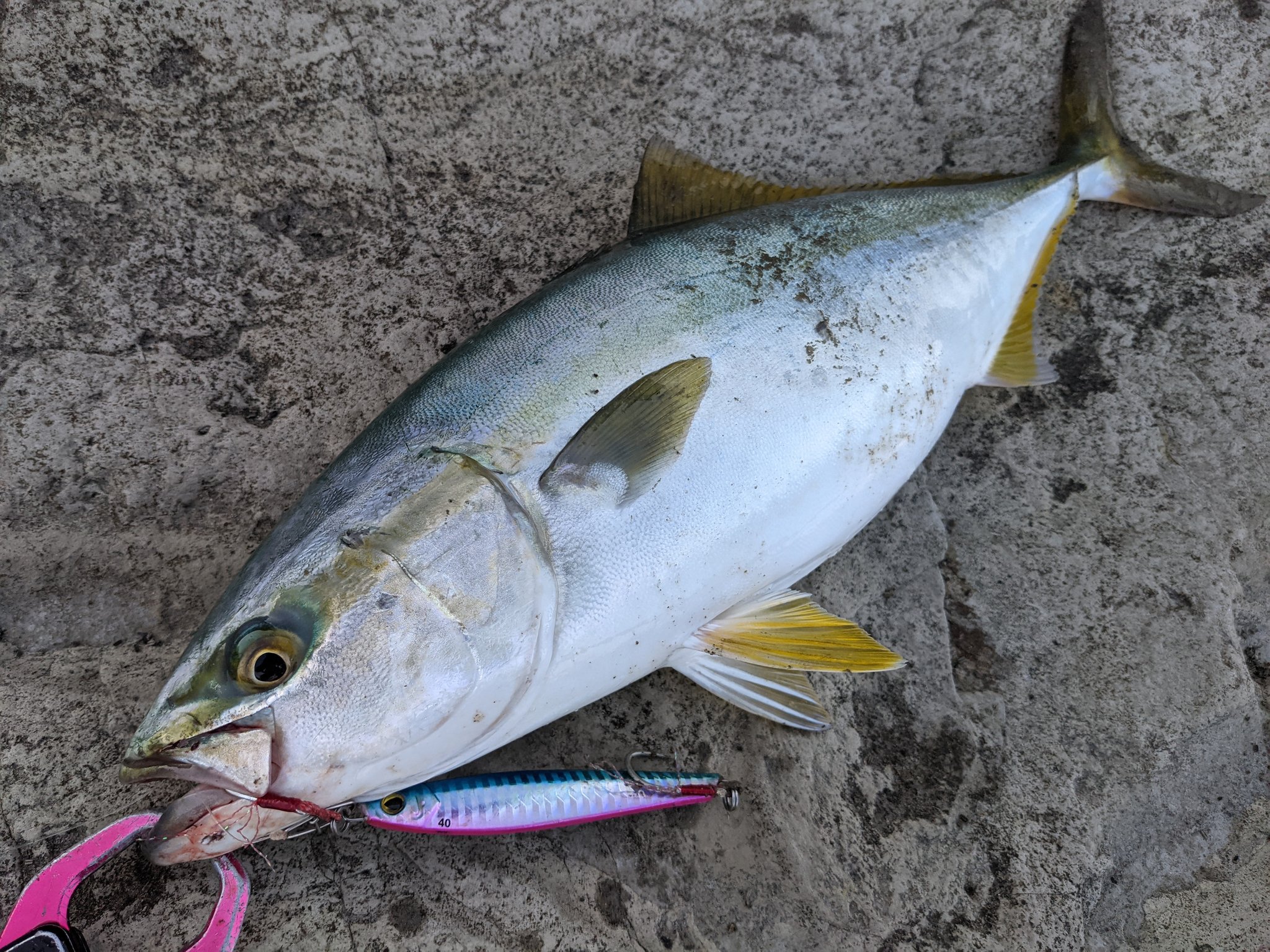 永島 規史 一瞬をとらえて 一気に三重県鈴鹿に向かってます 笑 三浦半島 青物 ライトショアジギング Apia Seiryuhyper T Co Lau2zpzpx0 Twitter