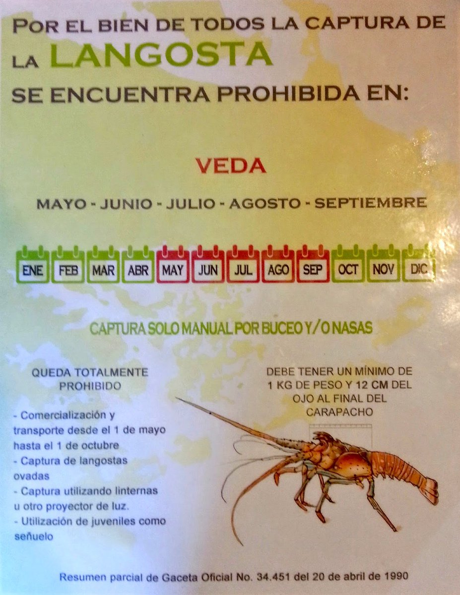 Estamos en época de veda de langosta si venden en la playa , denuncie a  <a href="/morrocoytuyo/">Inparques Morrocoy</a>  , <a href="/InparquesVen/">Inparques_Oficial</a> @GNB_EVCMORROCOY