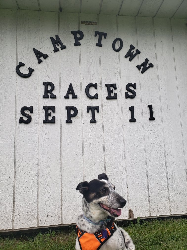 jschools65's tweet photo. Bella says - come checkout the Camptown Races. Plenty to do: Famous Chicken BBQ, over 10 craft and artisan vendors, music by Wyalusing Swing Choir and Matt Roehrig, Ice Cream/Italian Ice by Scoops Ice Cream Truck, Fun Run and other activities.
https://t.co/3LRmV3vj7H
#doodah https://t.co/j5Udf71rJV