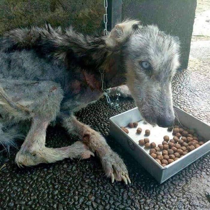 hilmuj's tweet image. LA HISTORIA DE ESTE PERRITO TERMINO MUY BIEN
Éste chico encontró éste perrito abandonado Y Encadenado muerto de hambre sus dueños lo dejaron
Sólo huesos ni siquiera estaba en pié.
Después de limpiarlo y darle de comer, cuidarlo y mucho amor
Meses después.
Un  hermoso Husky!!!
