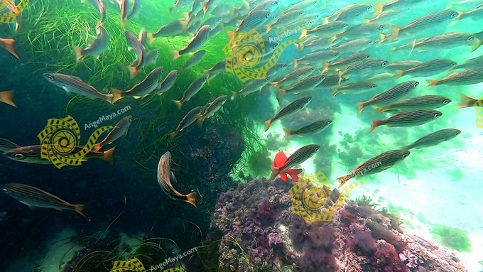 The #Sea, once it casts its spell, holds one in its net of wonder forever. #UnderwaterPhotography #Diving<a href="/tag/sea"class="tags">#Sea</a><a href="/tag/ocean"class="tags"><span>#ocean</span></a><a href="/tag/wildlife"class="tags"><span>#wildlife</span></a><a href="/tag/diving"class="tags"><span>#diving</span></a><a href="/tag/underwaterphotograp"class="tags"><span>#underwaterphotograp</span></a>