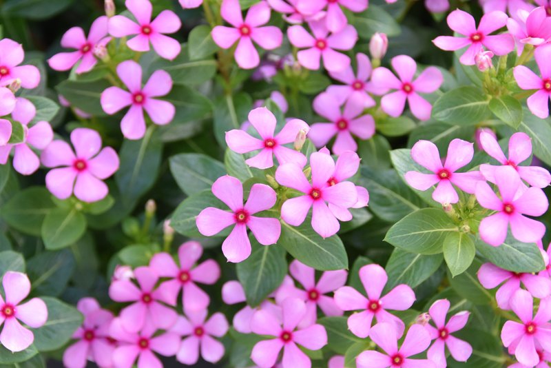 花と緑のtdr Bot Flowertdr Bot Twitter