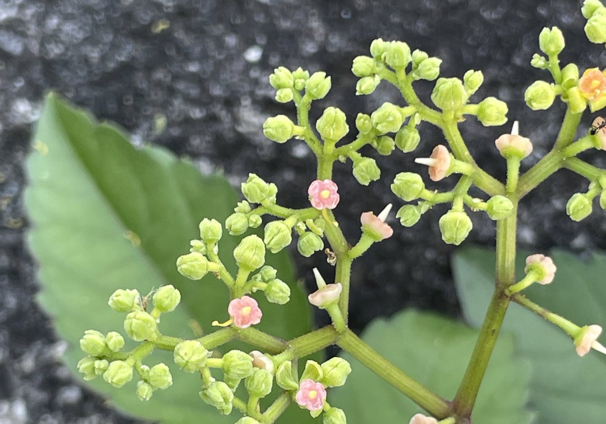 ヤブガラシ ビンボウカズラ 春から秋にかけて生えるけど 繁殖力が旺盛すぎて厄介な雑草だとか 網みたいなガク に小さな赤い花が咲いています つやつやの黒い実は秋頃まで楽しめそう 秋を感じました 花のある風景 花写真 Photographypic Twitter Com