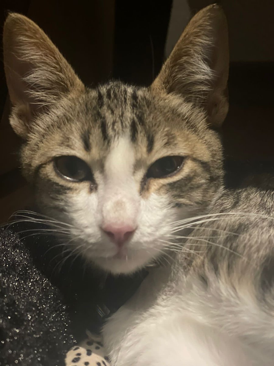 Milo, ahora se llama Milo (antes Chuchito) . Muchas gracias por dejarle compartir tu vida y tu corazón <a href="/Cesariasr/">César Arias.</a> 👏🏾👏🏾👏🏾. Gracias a todos los que apoyan con difundir . Sigamos siendo !! <a href="/GatitosCdmx/">GatitosCdmxAyuda</a> <a href="/gatos_en/">Gatos en adopcion</a> <a href="/chuckpee/">Curse of Chuckpee</a> @alesalgado7 <a href="/Ariadnaarcinie3/">Ariadna arciniega</a>  y muchos más !!