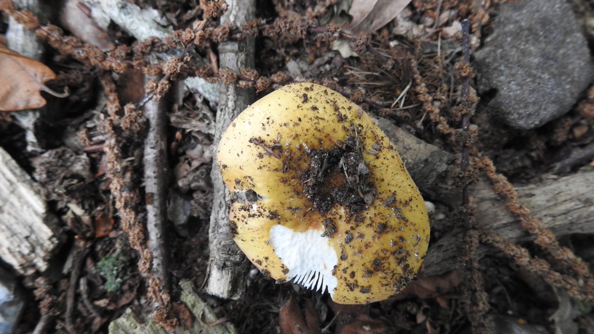 numenini's tweet photo. Not even many fungi around except a nice cluster of Common Earthballs #Sclerodermacitrinum in one wood, a few whiffs of Stinkhorn #Phallusimpudicus & this Stinkhorn egg. And a Russula? under Sweet Chestnut. #Norfolk #Wayland #Merton #Thompson #Fungi #earthballs #Scleroderma.
2/5 https://t.co/Di9j1D6oal