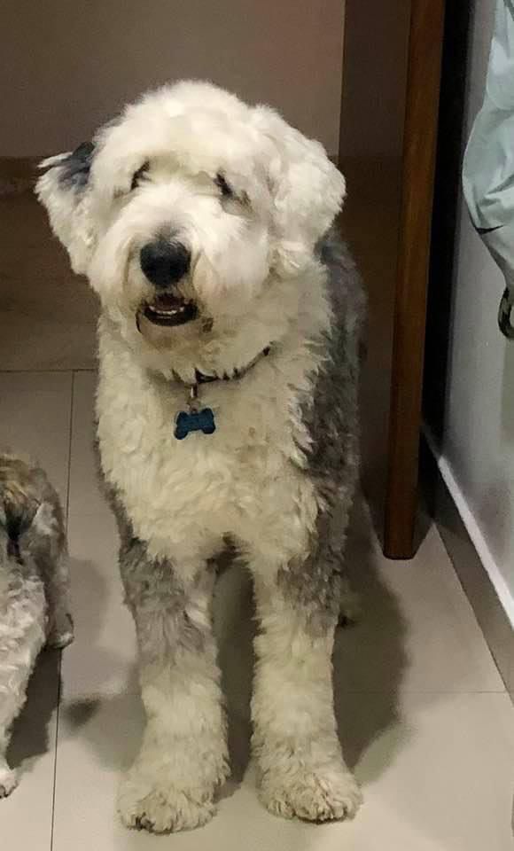 MHDMAS_'s tweet photo. Vecinas y vecinos de la @AlcaldiaMHmx pedimos de su colaboración para localizar a Rolo; Pastor Inglés de 9 años, en su collar trae placa de identificación con datos de los tutores, extraviado por la pista del sope en el Bosque de Chapultepec 

#MHSustentable https://t.co/5odg6nXoh9
