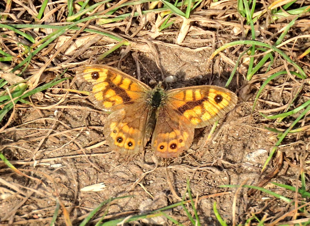 Oulton Marshes, while the sun was out this morning.