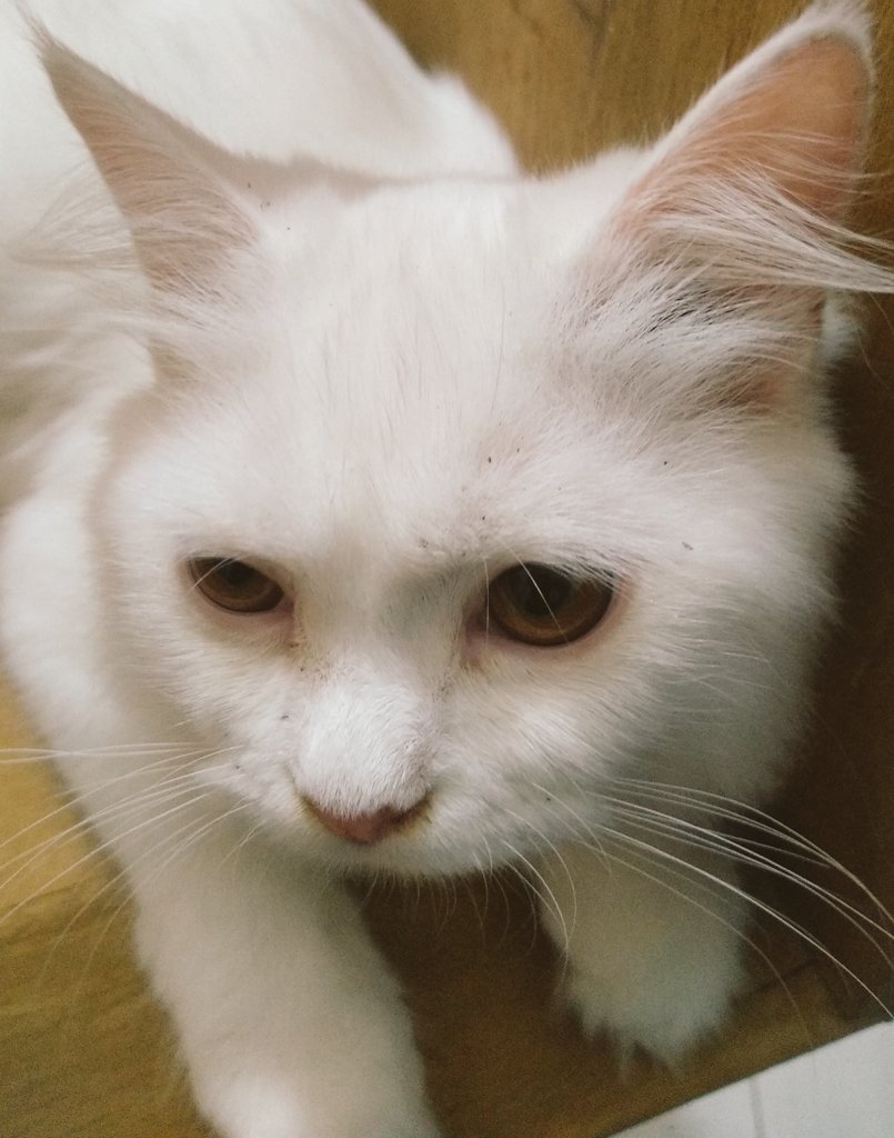 Kitten 😸🐾 Milky 🥛🍼
At midnight
#KittenoPhile  #whitecat #catsleepingpositions #trending #catlovers
#Cat