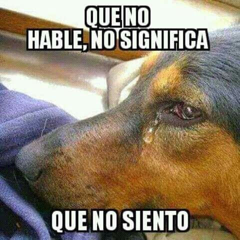 Nosotros no podemos hablar como tú, pero también sentimos dolor…  Por eso te pedimos ¡No nos maltrates!  🐕
