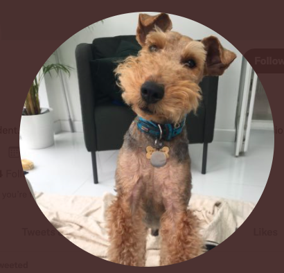 racist pets tweet media