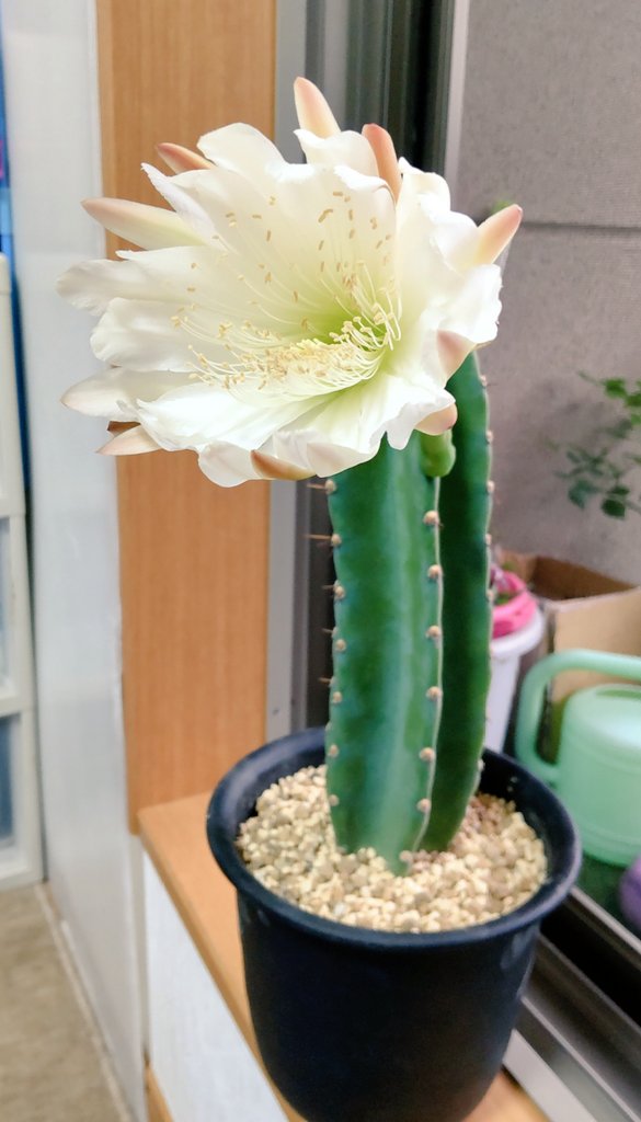 鬼面角 بحث في تويتر