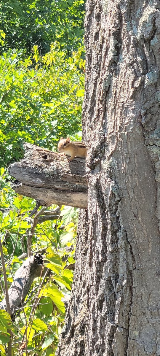 stahnjohn's tweet photo. Beautiful day for hiking in Sherburne  Wildlife  Refuge! https://t.co/eicbZlJiIM
