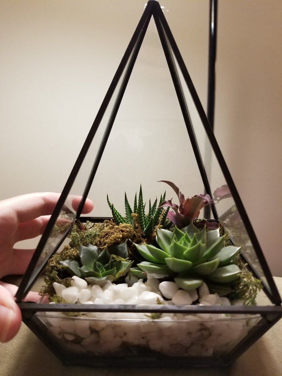 lovable_ish's tweet photo. My big splurge from Aldi😻
#plantmom #baebe #planttwitter https://t.co/KgL77p5QtO