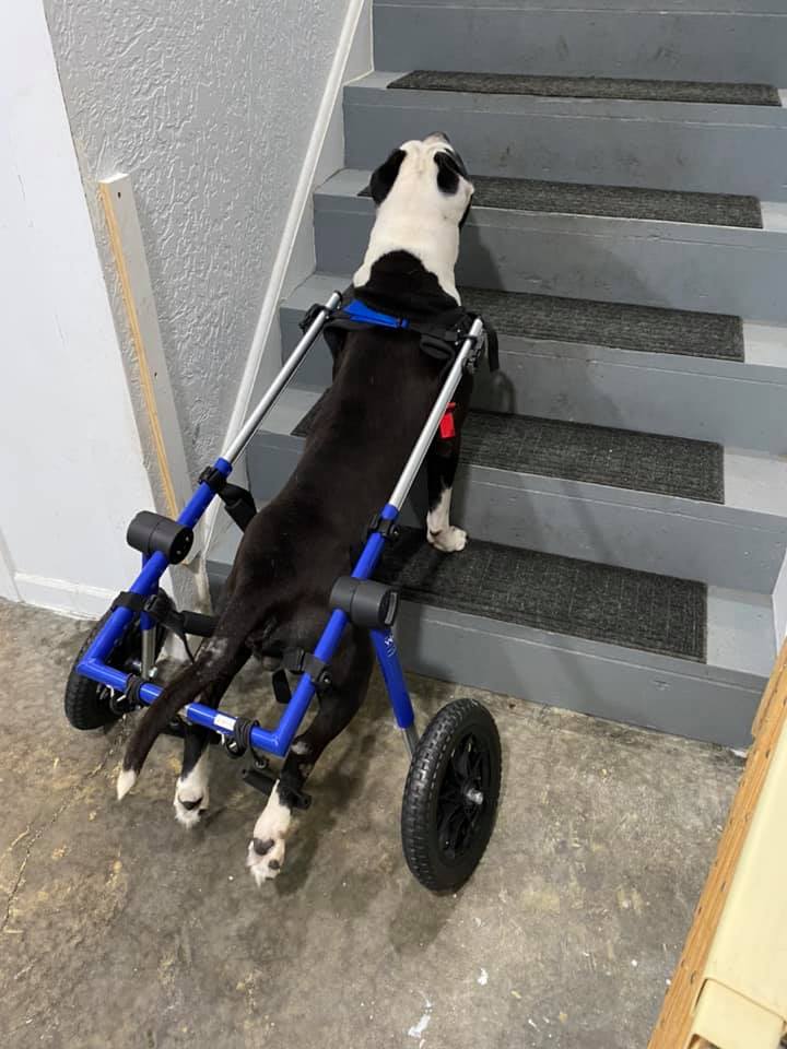 Kaos_Vs_Control's tweet photo. Kango so wants to do the stair thing...this Boi is so headstrong! https://t.co/DGZ9ekQZ3e