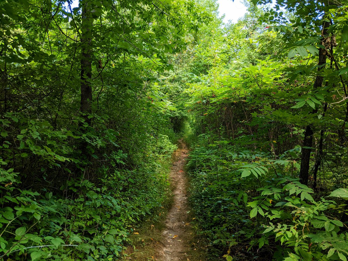 FlakPhoto's tweet photo. Today: A long, hot walk in the Wisconsin woods. It's amazing what a few hours alone on the trail will do to your mind -- these few quiet hours were not enough. I seldom make time to turn off my media inputs and this is a reminder that I need to do it more often. Good day. https://t.co/HkskHY9yLn