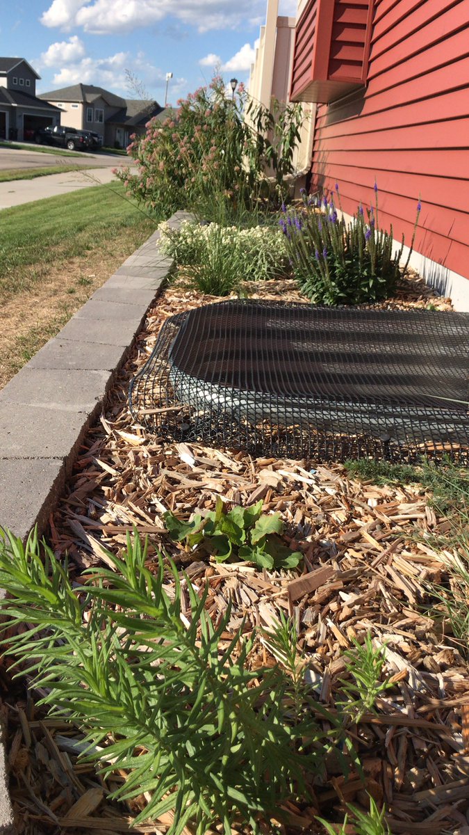 dr_westgard's tweet photo. #pocketprairie progress https://t.co/NJwq5ZmT83