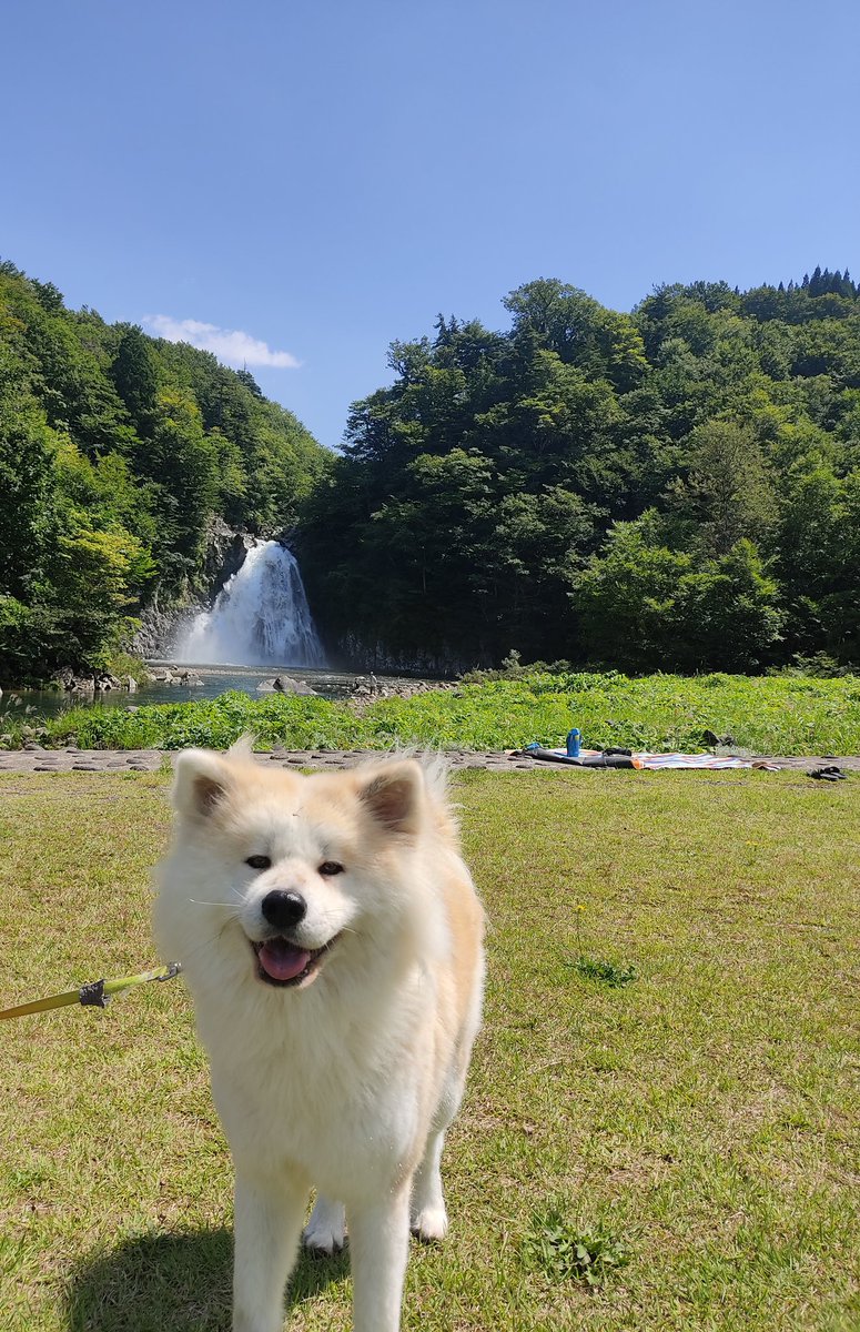 長毛秋田犬ムック Kononamae Twitter